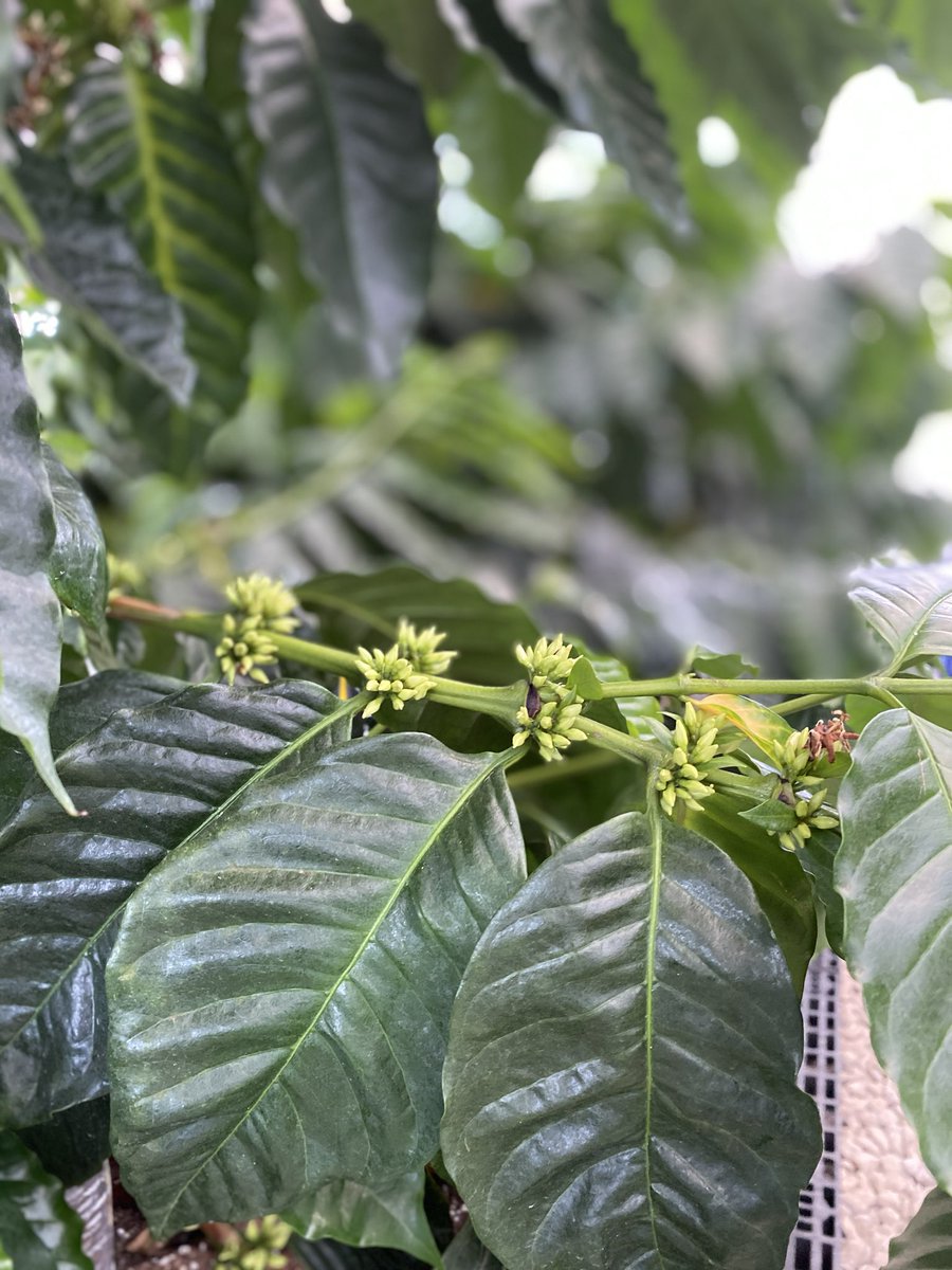 PeanutPhys's tweet photo. You’ve heard of a coffee pot? This is coffee in pots at ⁦@UFIFASAgronomy⁩ ⁦@AgroecologyUF⁩. Looks like a good harvest in a few months. Get your cup ready! https://t.co/1q4fzOaLaB