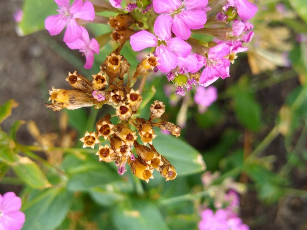 joanjet761's tweet image. Silene armeria, none so pretty #catchfly seed heads. #silenearmeria #seeds #seedheads #reseeder @HaplessGardner lol.