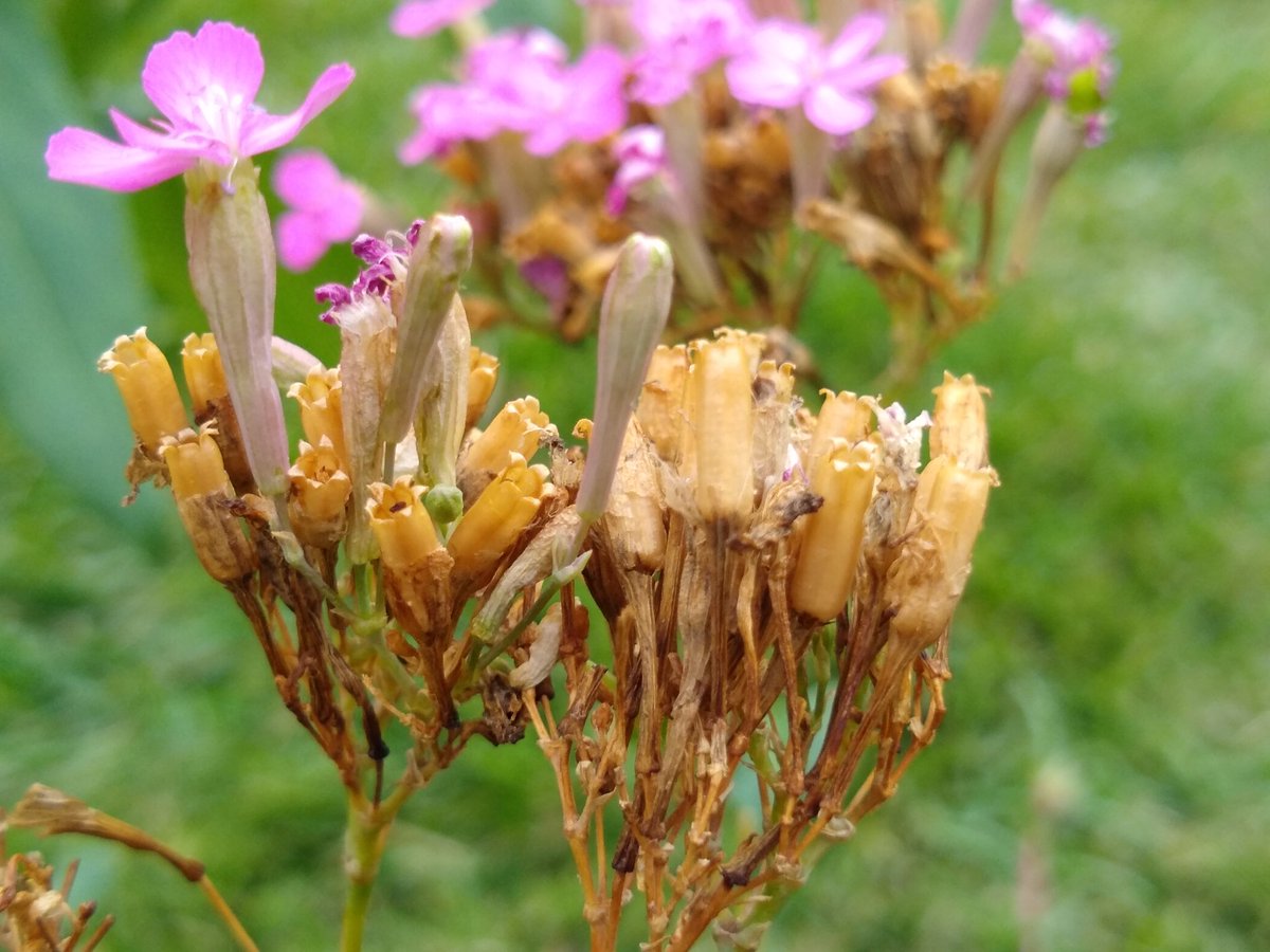 joanjet761's tweet image. Silene armeria, none so pretty #catchfly seed heads. #silenearmeria #seeds #seedheads #reseeder @HaplessGardner lol.