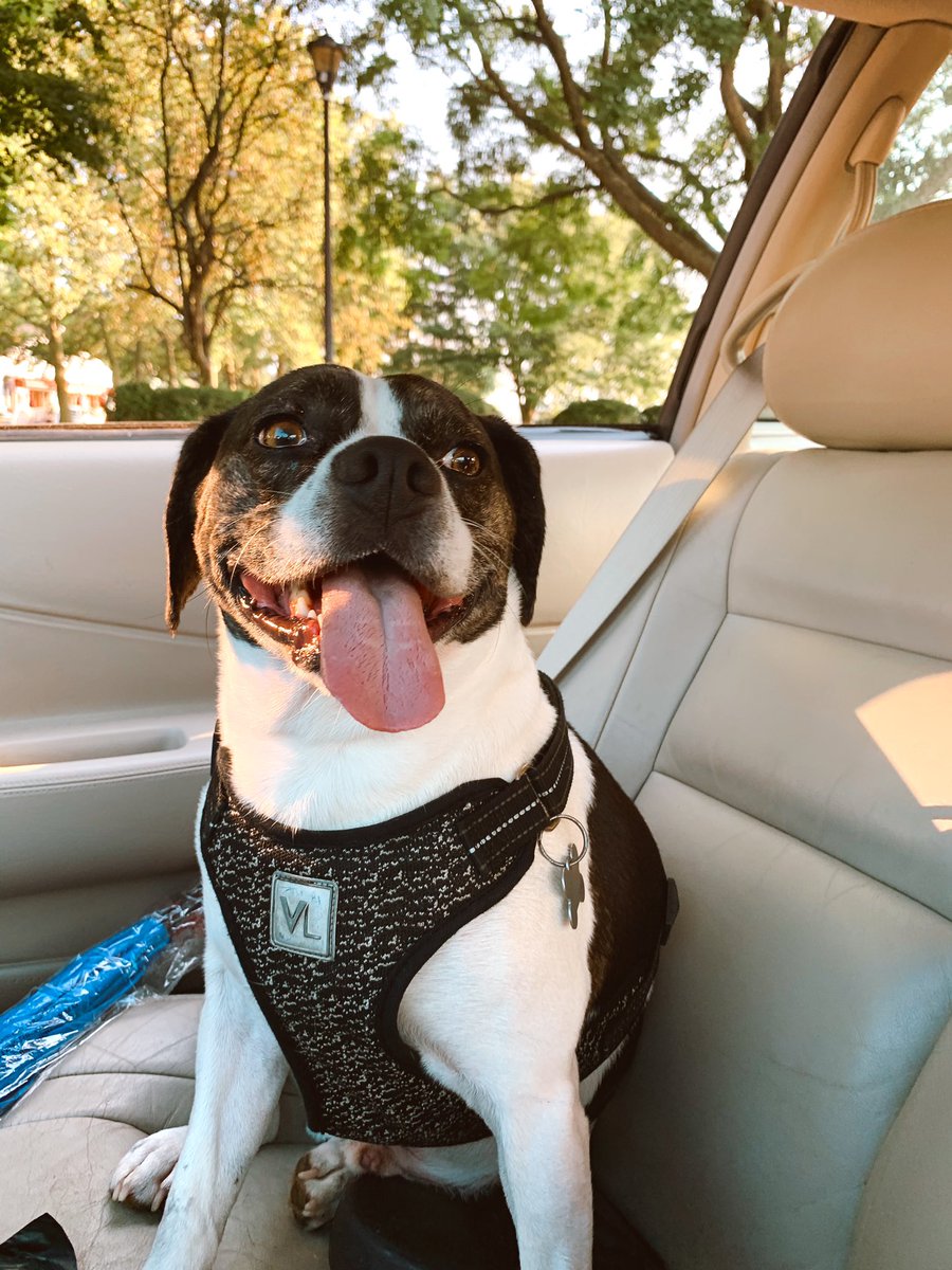Paws of Bentley tweet media