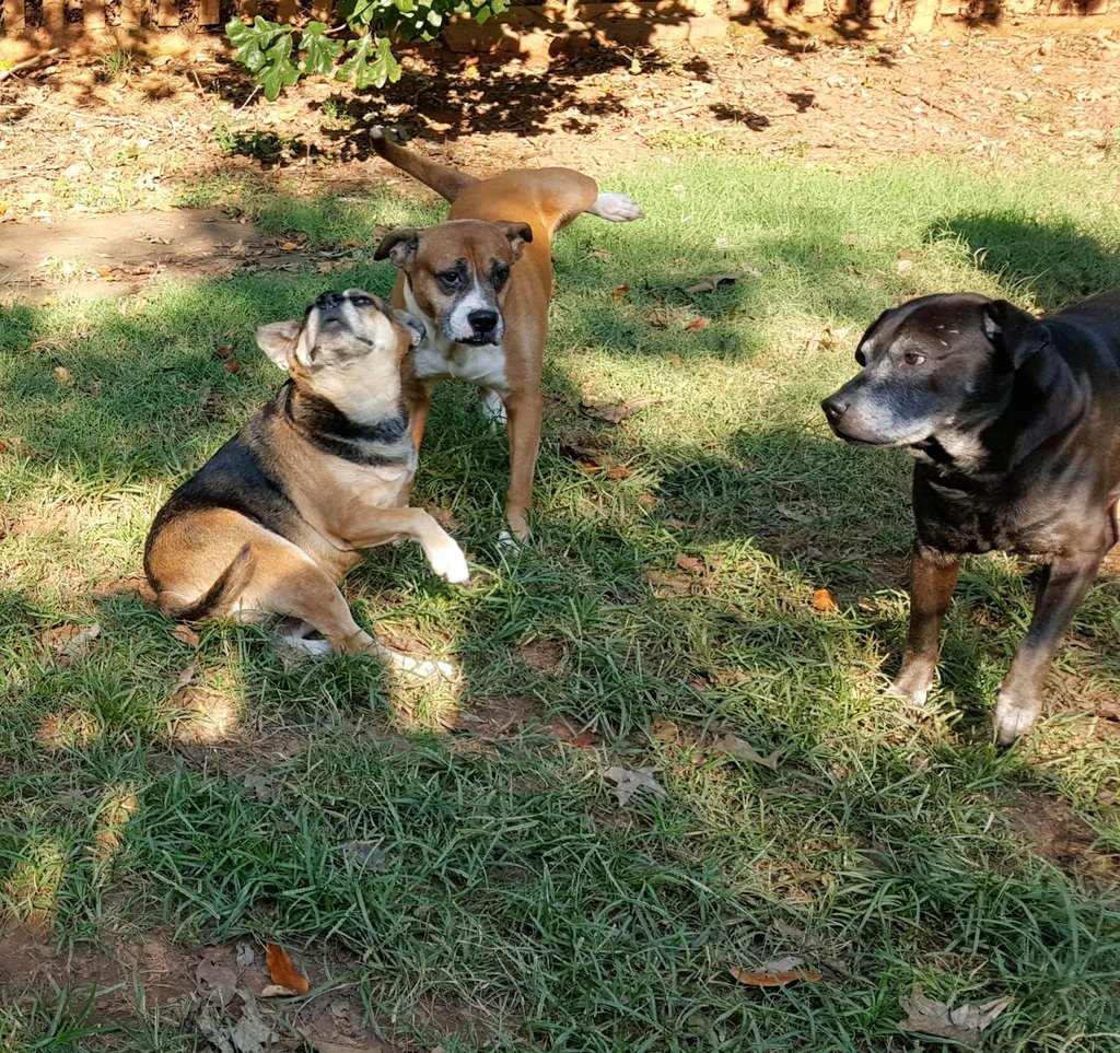 TheTwelveTails's tweet photo. Speedy Diesel wants to know if #tinkletuesday is a thing 😂
Cause if it's not he's making it a thing today 🤣
We're 😂 at the look from Duke
🐾 Posey, Speedy & Duke
#dogs #tuesdayvibes #tuesdaymood #lol #itsathingnow https://t.co/5BPXJKasCW