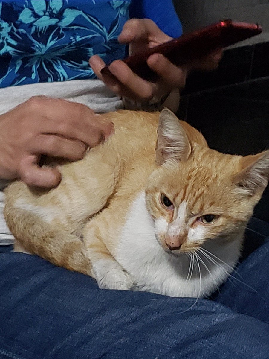 GatitosCdmx's tweet photo. URGEEEEE HOGAR TEMPORAL/RESGUARDO !! Gatito encontrado bajo la lluvia, pero no pueden brindarle hogar temporal. RT al infinito para brindarle un techo seguro mientras encuentra el definitivo y se le hace protocolo. Cdmx. INFO: @butterflybts_ https://t.co/AWcUGOAeEd