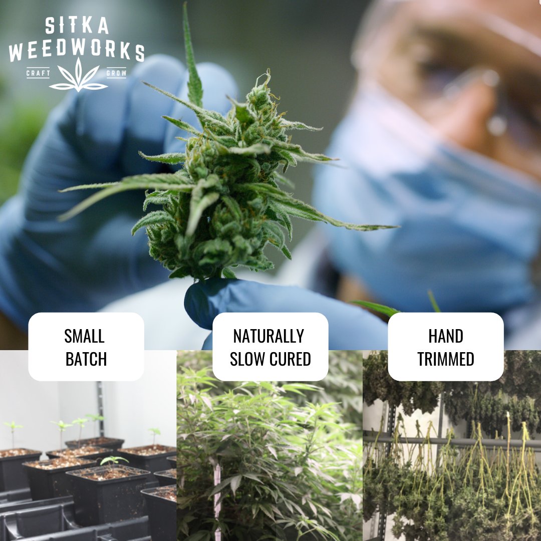 🌱🌱 Small Batch + Naturally Slow Cured + Hand Trimmed = Sitka in Sooke BC
#trekwest #explorebc #explorevictoria #explorevancouverisland #explorevanisle #vanisle #sharevi #amazingvancouverisland #vancouverisland #beautifulbc #visitvictoria #victoriabuzz