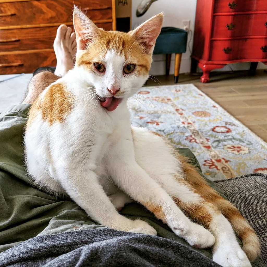 nextstopwillbe's tweet photo. A #watershed moment in the life of little #neville today. Not only did he get on my lap for pets purely of his own volition, but he felt comfortable enough to bathe himself afterwards. 💯 #fostertoadopt #rescuecat #tongueouttuesday https://t.co/U6uCQyW5G6