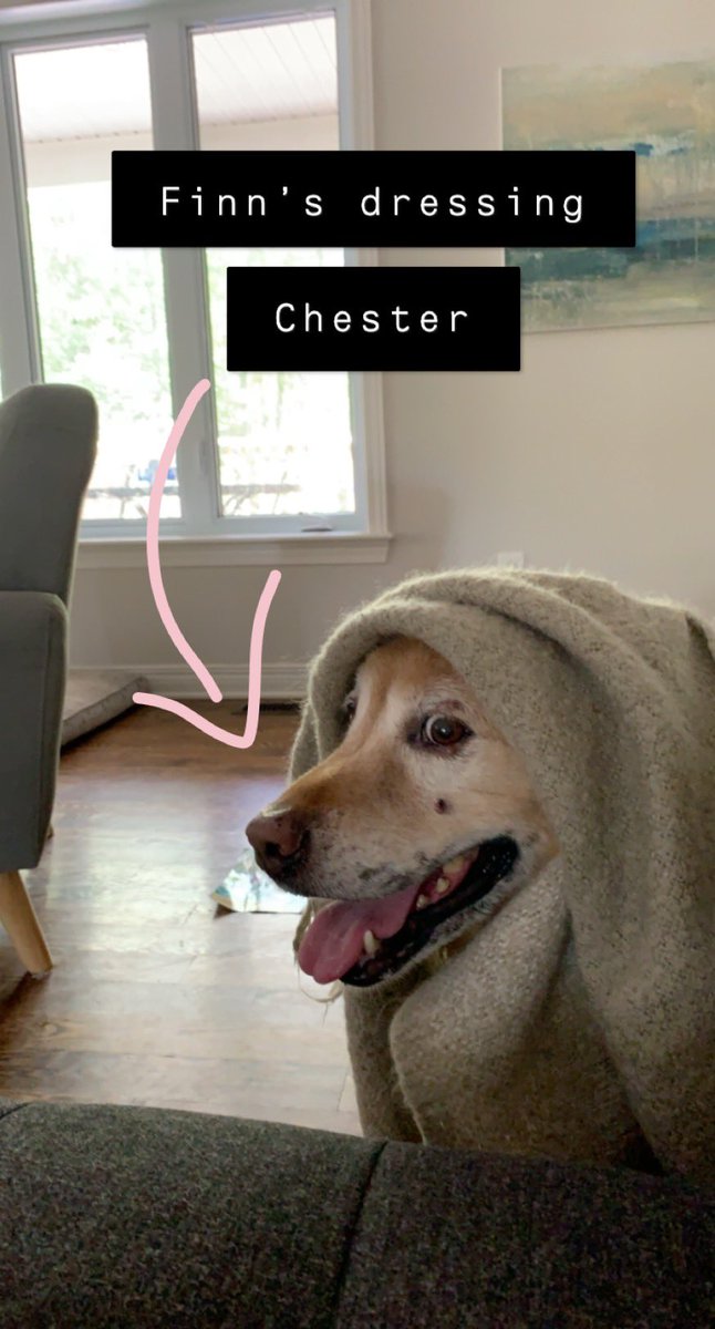 caitlinvcoffin's tweet photo. My toddler is #beatingboredom by dressing up our dog. I’m sure he really appreciates the attention 😂 https://t.co/a6pxI3pRBT