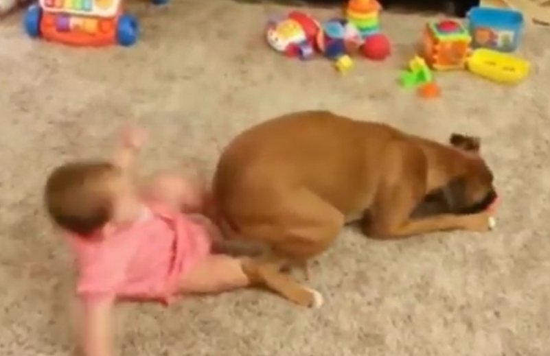 MarcelaMix1's tweet photo. The best friendship between children and dogshttps://youtu.be/M_xxJVp4A7c https://t.co/TdsO5n8Map