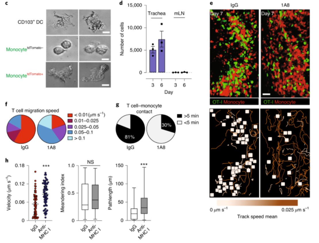 mmw_lmw's tweet photo. In situ #Neutrophil_Efferocytosis shapes #T_cell_Immunity to #Influenza infection | Minsoo Kim @UofR @NatImmunol https://t.co/WBXlR3ZObZ https://t.co/oyX4jEOEve