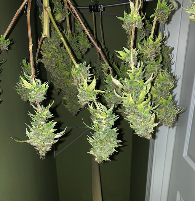 Posting some sexy weed photos tonight 😜 my pussy gets wet when I harvest kick ass weed 💦 #ladygrower<a href="/tag/sexandweed"class="tags"><span>#sexandweed</span></a><a href="/tag/ladygrower"class="tags"><span>#ladygrower</span></a>
