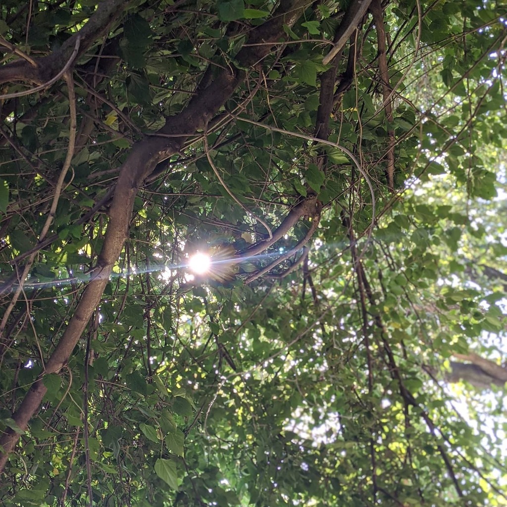 Image_G's tweet image. Looking up is all about that little glimpse of light.....of hope.... Of there is so much more thru this... #itnotjustinthesunrise #orsunsets #everymoment instagr.am/p/CDwYwUqn6W2B…