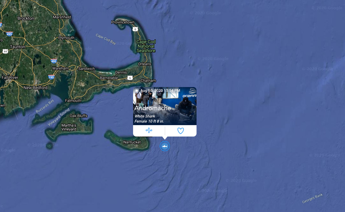 White Shark Andromache (@andromacheshark) on Twitter photo Maybe it’s because I’m named by a watchmaker, the wonderful <a href="/ulysse_nardin/">Ulysse Nardin</a>, that I don’t waste any time. I’m already up and pinging on the Tracker. Just letting you all know that I’m off the coast of Nantucket a little south from where I was tagged. ocearch.org/tracker/?detai… Maybe it’s because I’m named by a watchmaker, the wonderful <a href="/ulysse_nardin/">Ulysse Nardin</a>, that I don’t waste any time. I’m already up and pinging on the Tracker. Just letting you all know that I’m off the coast of Nantucket a little south from where I was tagged. ocearch.org/tracker/?detai…