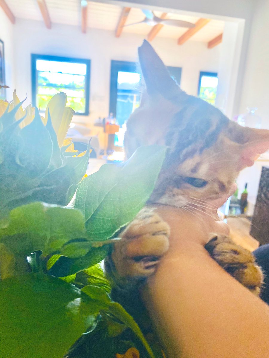 KierstenWarren's tweet photo. You gotta fight, for your right, to party... in the sunflowers that mommy bought. 

And I mean fight to the death. https://t.co/C3NM6lHvQk