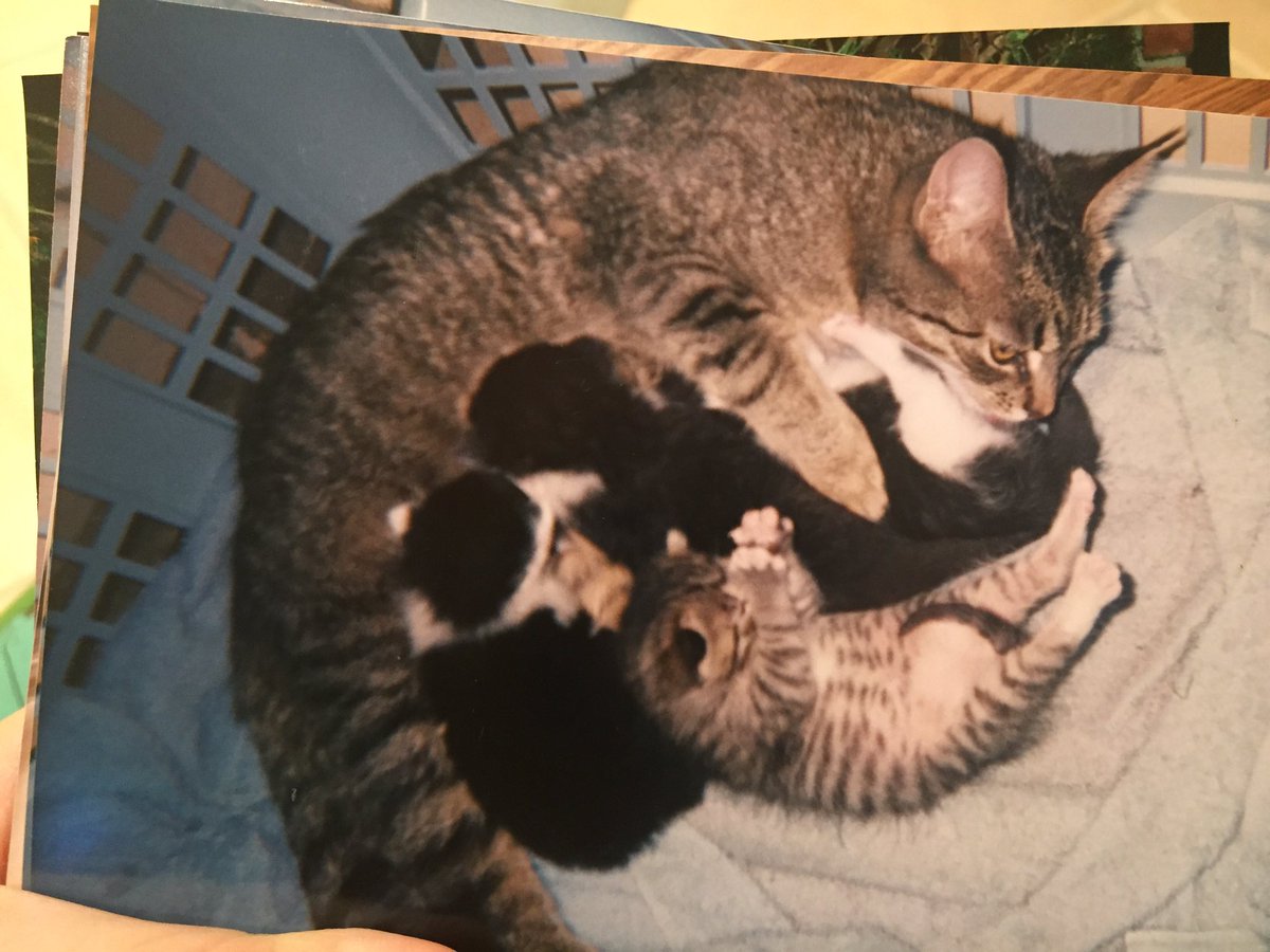 Runty was born 18 years ago on 5/29/02. He was born when I was 3 going on 4. He was the smallest baby and his mother did not want him. We did (myself especially). We weren't sure he was going to make it, but in the end, he lived longer than all of his siblings and his parents.