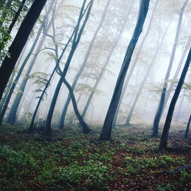 GYMBOOGYMWEAR's tweet photo. Trees, one of planet earths magic ingredients 
.
.
.
.
.
.
.
.
.
.
.
.
.
#waystoreduceglobalwarming #saveplanetearth #waystostopglobalwarming #waystosavetheearth #waystopreventglobalwarming https://t.co/iU38rgiw3t