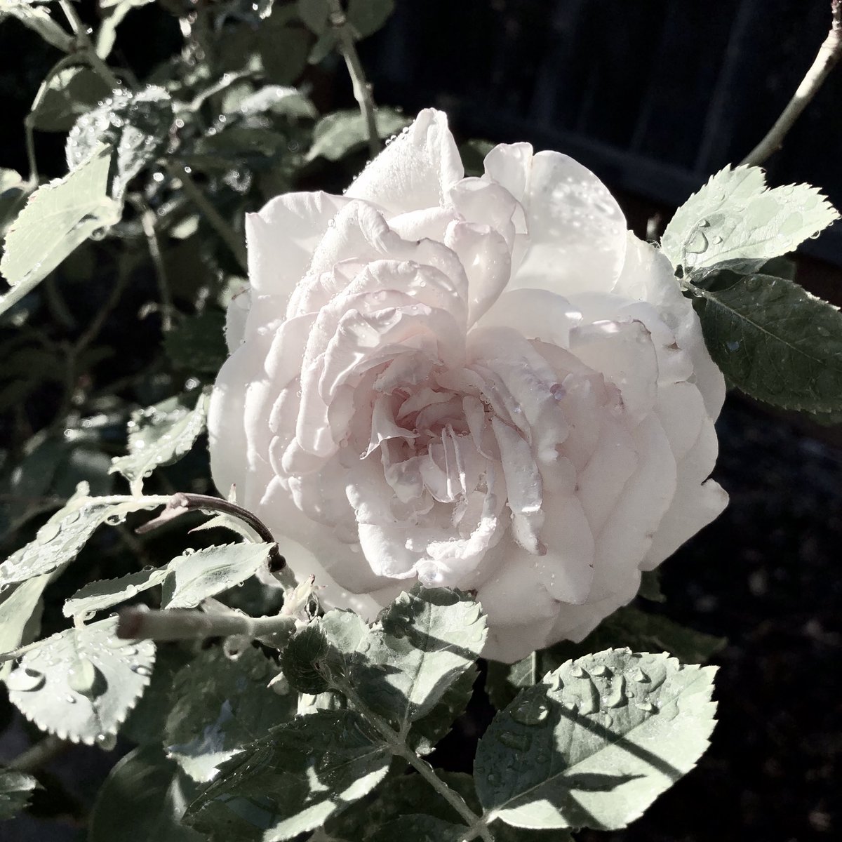 westlaker's tweet photo. #whiterose #summerloves https://t.co/XNTDuxl2oV