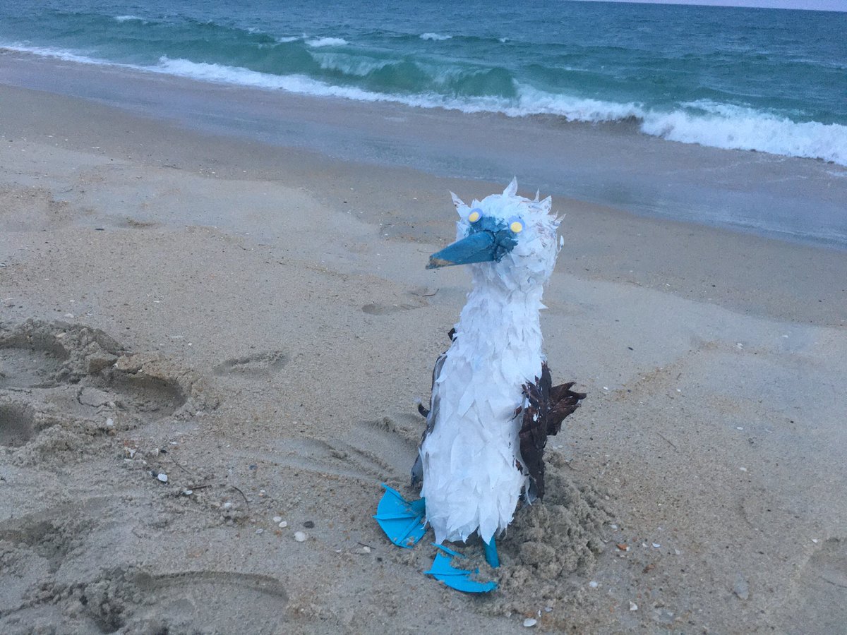 ced1694's tweet photo. Everyone this is my booby 

His name is Klaus, and he’s very pleased to announce that he’s the newest member of @TeamWHES He was a little nervous about how the team would accept him but it turns out all the Whesbians are big fans of boobies #Gish #Item168 #TeamWhes https://t.co/3E36aURYmP