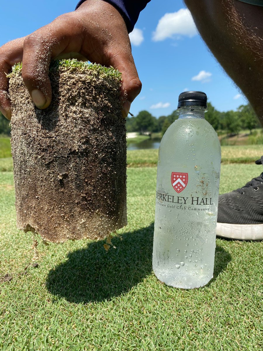 BHAgronomy's tweet photo. Got to appreciate when staff takes individual pride in maintaining healthy turf.  Picture sent by staff member of our TifEagle tees root depth.  #buyintotheprocess  #changetheculture https://t.co/nyhrJoDDR0