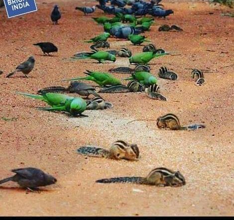 SridhaarK's tweet photo. Sometimes it feels like humans need to learn from animals how to live together.. https://t.co/ELeRFbruLB