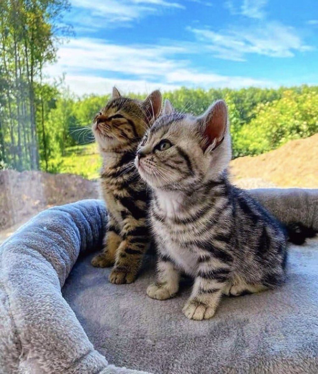 notchaselyons's tweet image. look at em just hanging out