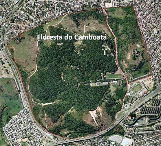 No meio do caminho tinha uma pedra.E no meio do autódromo tem uma floresta.𖧵 Sobre a Floresta do Camboatá e os movimentos pra sua derrubada. #AutodrómoNaFlorestaNão