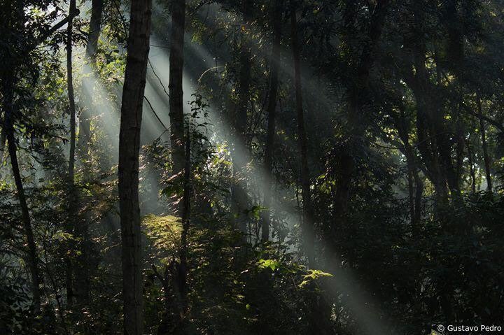 Vista de cima, a floresta é uma mancha verde numa parte cinzenta da cidade. É o único trecho plano de grande porte que resta de Mata Atlântica no Rio de Janeiro, com cerca de 200mil árvores.  Gustavo Pedro