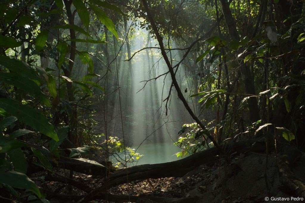 A mancha verde tem também um papel enorme de amenizar o clima da região, já que o entorno é só cimento e a ≠ de temperatura é notável. Quando chove, é o lago de lá que absorve boa parte da água, enquanto o entorno cimentado inunda.Gustavo Pedro