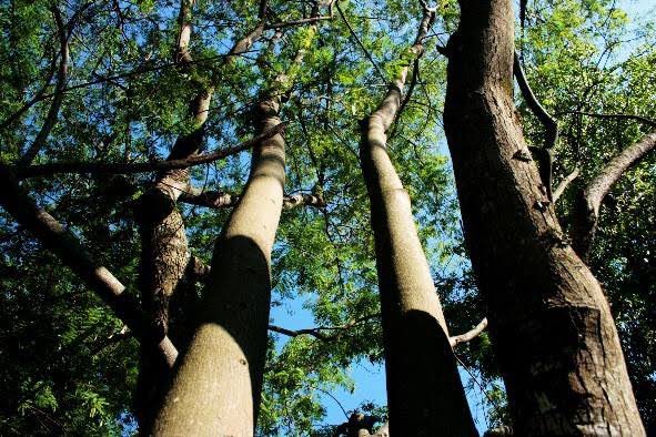 O Jacarandá da Bahia, espécie ameaçada de extinção, é encontrado lá.