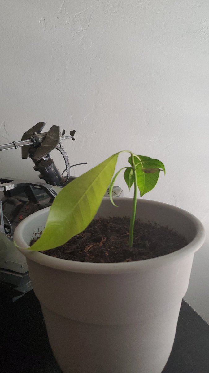 agent_oof's tweet photo. ALL IT DID WAS GROW ONE GIANT LEAF.
#plants #gardening https://t.co/DxgxhbZ2In