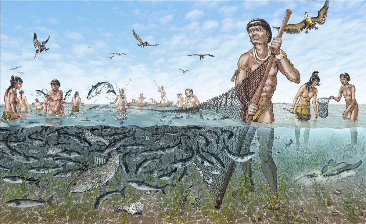 Why were the Calusa capable of building such societies? A big part of the answer seems to their environment: The Calusa lived in a coastal environment overflowing with aquatic resources (fish, shellfish, etc.). This allowed them to settle, intensify, & accumulate.