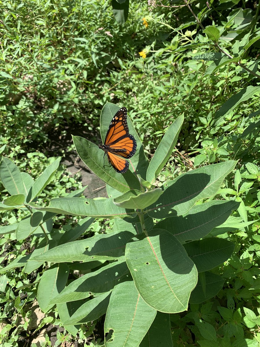 SilviaESOL's tweet photo. And we saw one! A sign to be strong for our journey ahead. @JESWorldLang @WESWorldLang @ceppie4999 https://t.co/0F9QUzmjhl