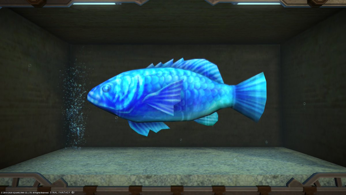 Kenken Ff14 とある光の漁師 パッチ5 3 で新たに アクアリウム 水槽 対象となった魚 画像 まずは初級 オーシャンフィッシングの稀少魚2種 稀少魚 スペクトラルディスカス スペクトラルバス Kenken Ff14 とある光の漁師 パッチ5 3 で新たに アクアリウム 水槽 対象となった魚 画像 まずは初級 オーシャンフィッシングの稀少魚2種 稀少魚 スペクトラルディスカス スペクトラルバス