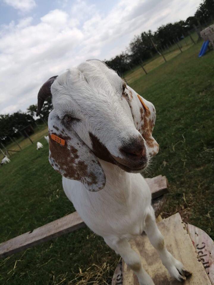 ***#Stolen*** £500 #REWARD!!! 

White Male #boar #goat, ear tags removed and left behind in the field he was taken from at #OwstonFerry 

Message me in confidence if you know where he can be found 

facebook.com/groups/lostand…