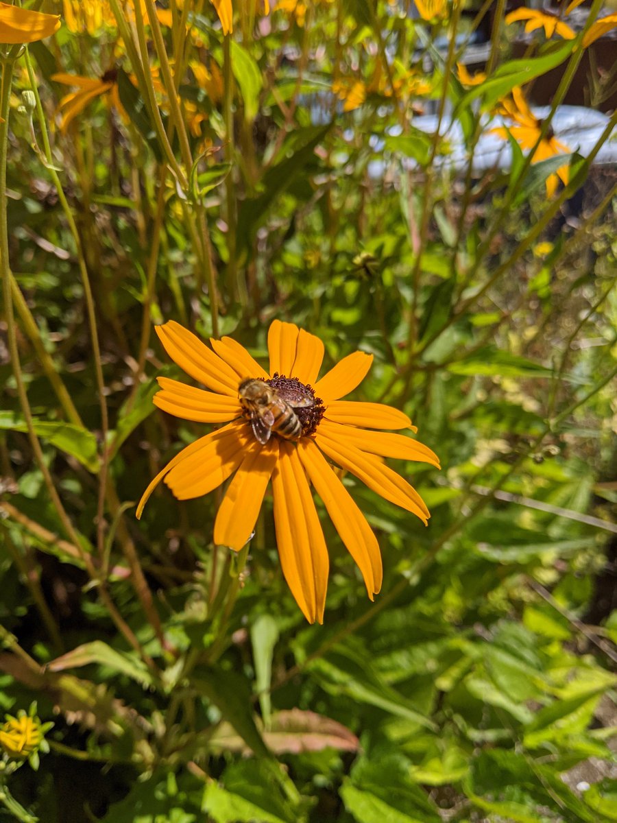 AndrewJByrne's tweet image. Enjoying the #WriteTheDocs sessions, just like this bee who is enjoying the flowers outside my door this morning. #AlwaysBeeLearning 😜