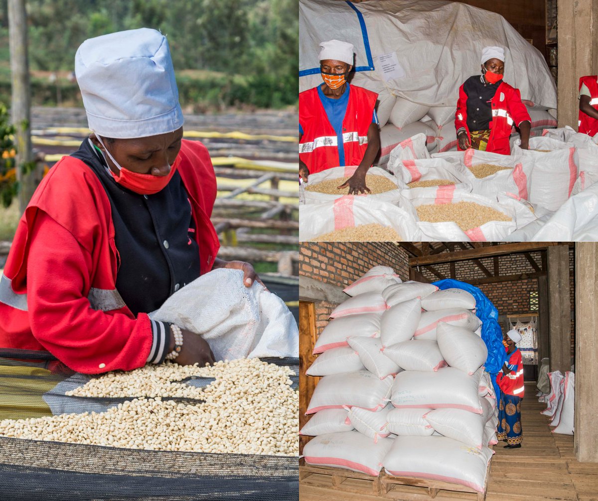 rwashoscco's tweet photo. As the coffee season is towards the end. Parchment is being moved from drying beds to warehouses.
#RwOT
#rwandancoffee #coffeefarmers #coffeecooperative #coffeelovers https://t.co/8bV5H10LOG