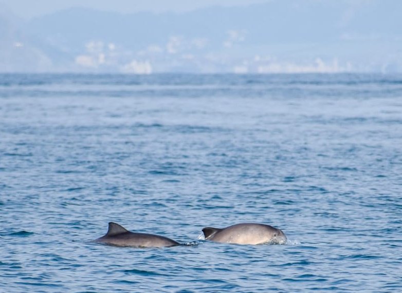 megssss123's tweet photo. Had a great trip with @StaridaCruises this evening, saw seals, porpoises and many coastal birds! https://t.co/YLPt3le09g