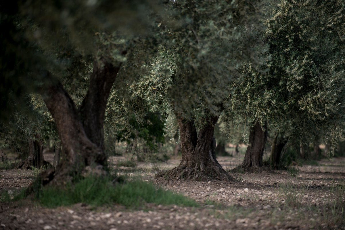 Puglia which produces about 40% of all the olive oil Italy exports. 

Adopt an Olive Tree through our program to help a local farmer keep the rich traditions tied to olive oil alive. For more information especiallypuglia.com/adopt-an-olive…