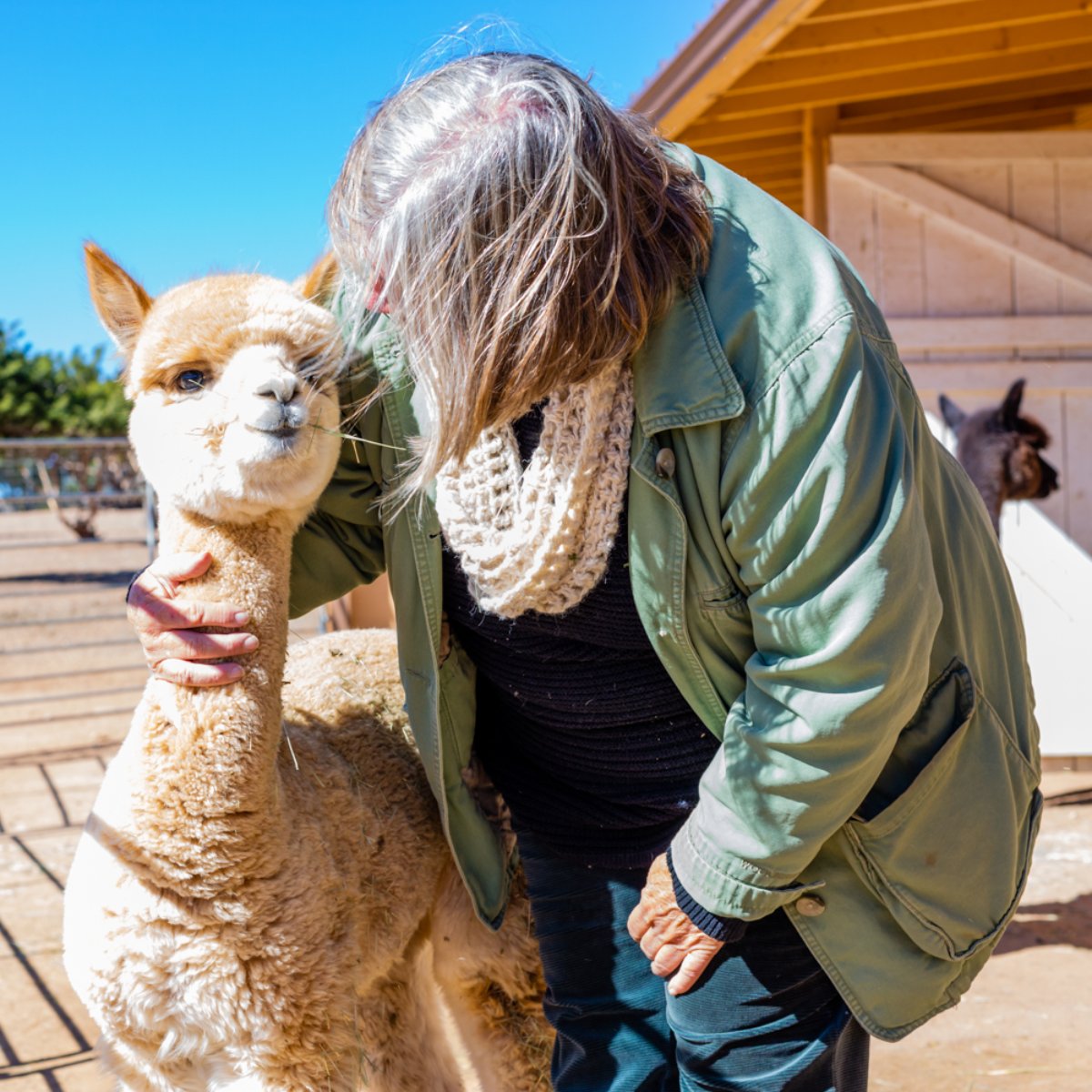 QueSeraAlpacas's tweet photo. There's a lot of love here at Que Sera. https://t.co/ggoqsgiteO