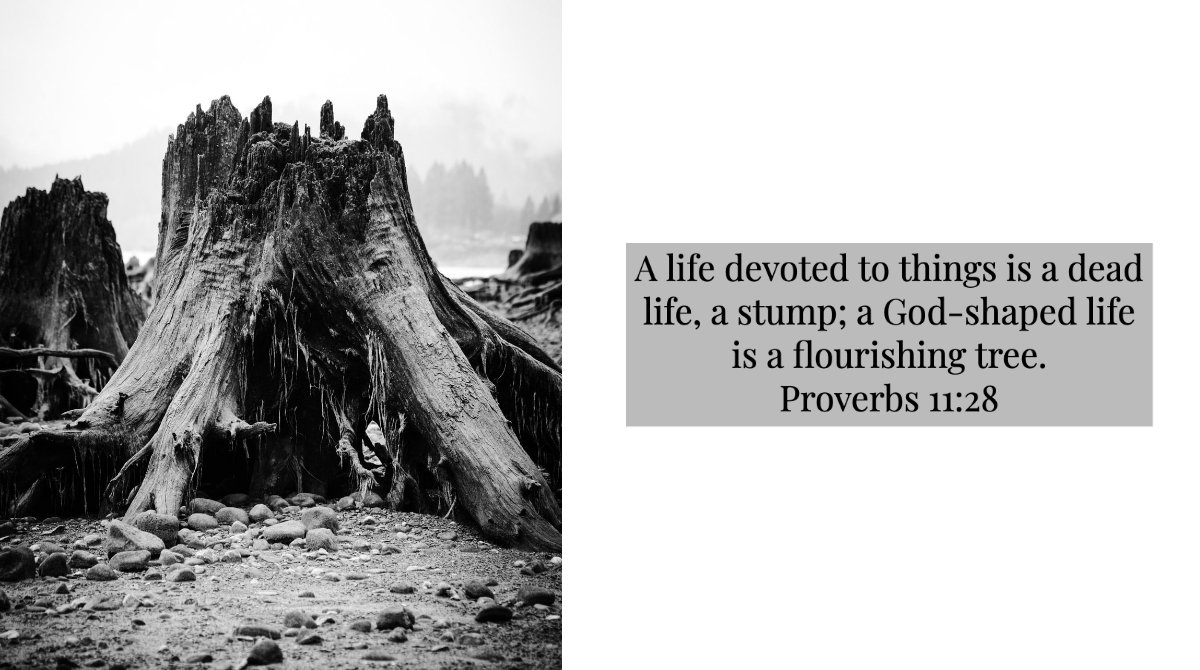 preacherlanny's tweet photo. #POTD Proverbs 11:28
#GodShaped is best. https://t.co/mw1DD7I9Bm