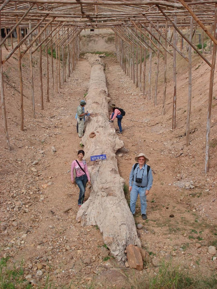 Dean_R_Lomax's tweet photo. I saw these photos doing the rounds across social media and couldn’t help but share. 

What a beautiful fossil. 🌳🌳🌳

A 72-metre-long petrified tree at the Ban Tak Petrified Forest Park, Thailand, which dates from the Early Pleistocene and is about 800,000 years old. https://t.co/JUvOKKJE1b