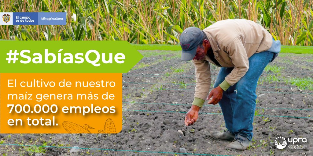 FENALCE's tweet photo. #SabíasQue el cultivo de #NuestroMaíz ocupa uno de los renglones más importantes de la producción agrícola nacional, representa el 1,47% del PIB del sector agropecuario (#DatosDane para 2018) https://t.co/bE14rziFLQ