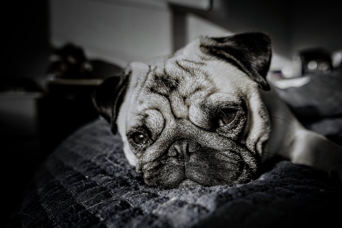 When your awake but just not ready to actually get up yet! 😂 #frankthepug #morningstruggles