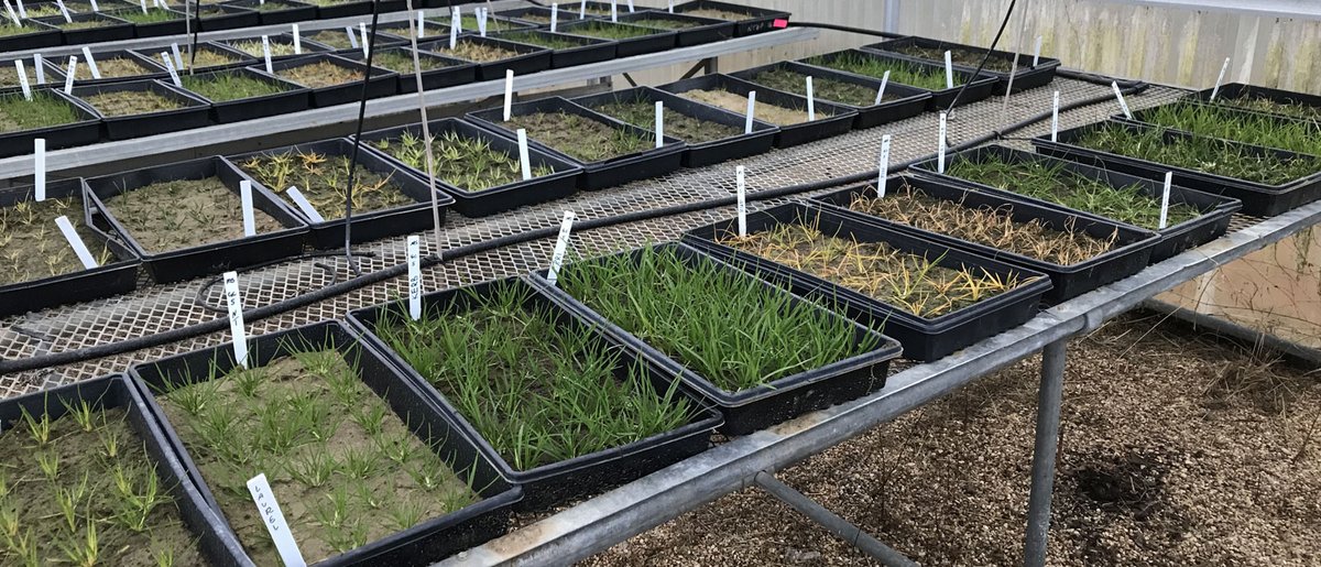 Sod producers, turfgrass weed researchers would love to know more about weed management practices on sod farms. Participation is voluntary and the results are completely anonymous. For the best survey experience, use your computer to participate! 
 
confidential-survey.com/datafile/Turfm…