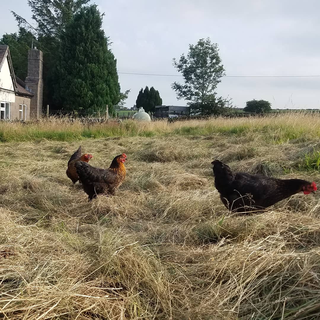 notreallyafarm's tweet photo. Hot, sweaty hay-making continues. Four bales (made in a wheelie bin) in the shed, and to ight I made an experimental haystack with what was left. No idea whether it'll stand up to forecast thunderstorms, but better than lying on the ground, right?! https://t.co/5R45zbSF6D