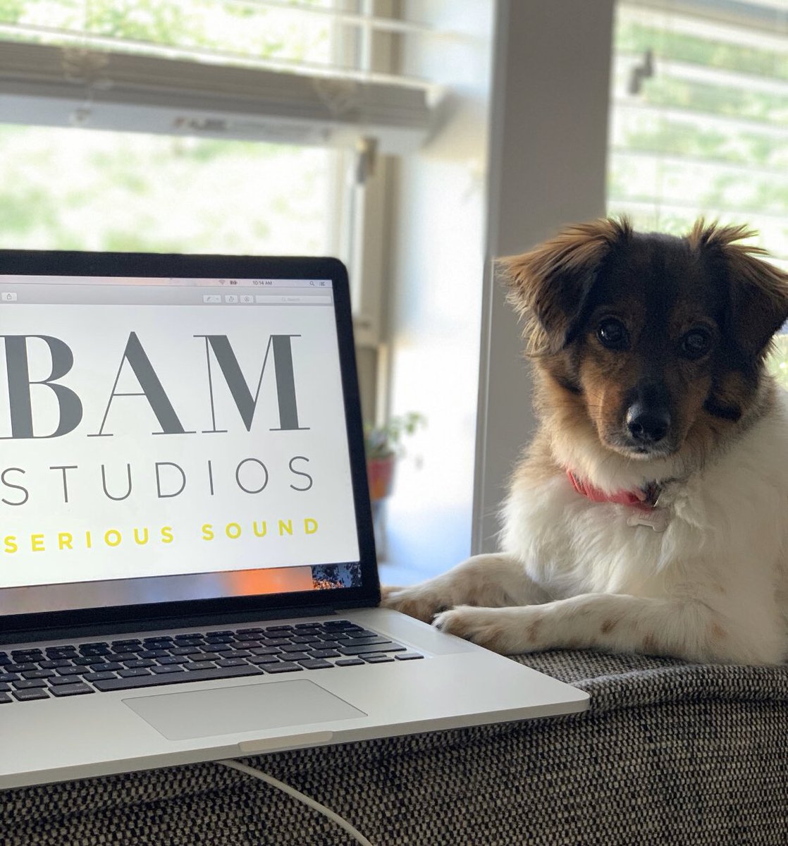 bamstudios's tweet photo. BAM's assistant pup Ellie has been a helping paw as she tries her skills at producing. Reach out to us at schedule@bamstudios.com for all of your post audio needs. Don't worry we'll make sure Ellie's human answers any email requests!
#serioussound #listentothis #studiopup https://t.co/LoNRYr1DyR