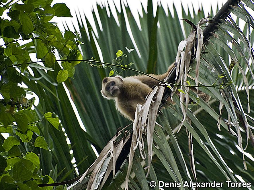 visiontorres2's tweet photo. Mono capuchino fotografiado en un bosque ribereño de los llanos venezolanos. Estado Barinas.
#visiontorres #Barinas #llanosvenezolanos #venezuela #primates #cebus #monocapuchino #mono https://t.co/VpkwKQShm9