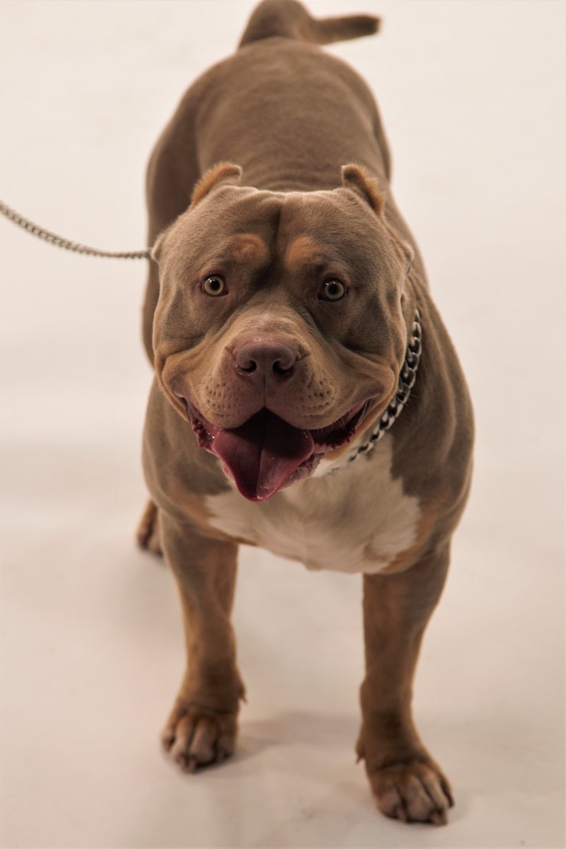 BES Studios tweet media