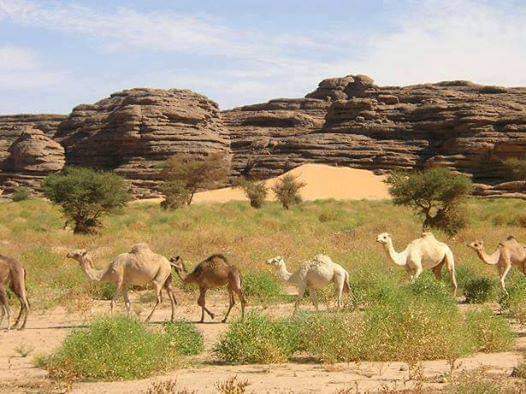 meladahmed15's tweet photo. لإكتشاف الصحراء جيدا يجب عليك القيام برحلة على الجمال وتنسى السيارات والإتصالات وضجيج والمشاكل البشر ، إستمتع بوقتك والهدوء البال وصفاوة العينين والإستنشاق الهواء الطبيعي أسبوعا أو أكثر .. 👌🏼
#twareg #libya https://t.co/dEWboONxx8