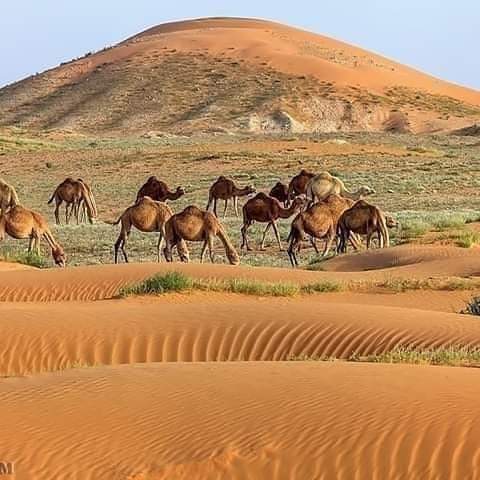 meladahmed15's tweet photo. لإكتشاف الصحراء جيدا يجب عليك القيام برحلة على الجمال وتنسى السيارات والإتصالات وضجيج والمشاكل البشر ، إستمتع بوقتك والهدوء البال وصفاوة العينين والإستنشاق الهواء الطبيعي أسبوعا أو أكثر .. 👌🏼
#twareg #libya https://t.co/dEWboONxx8