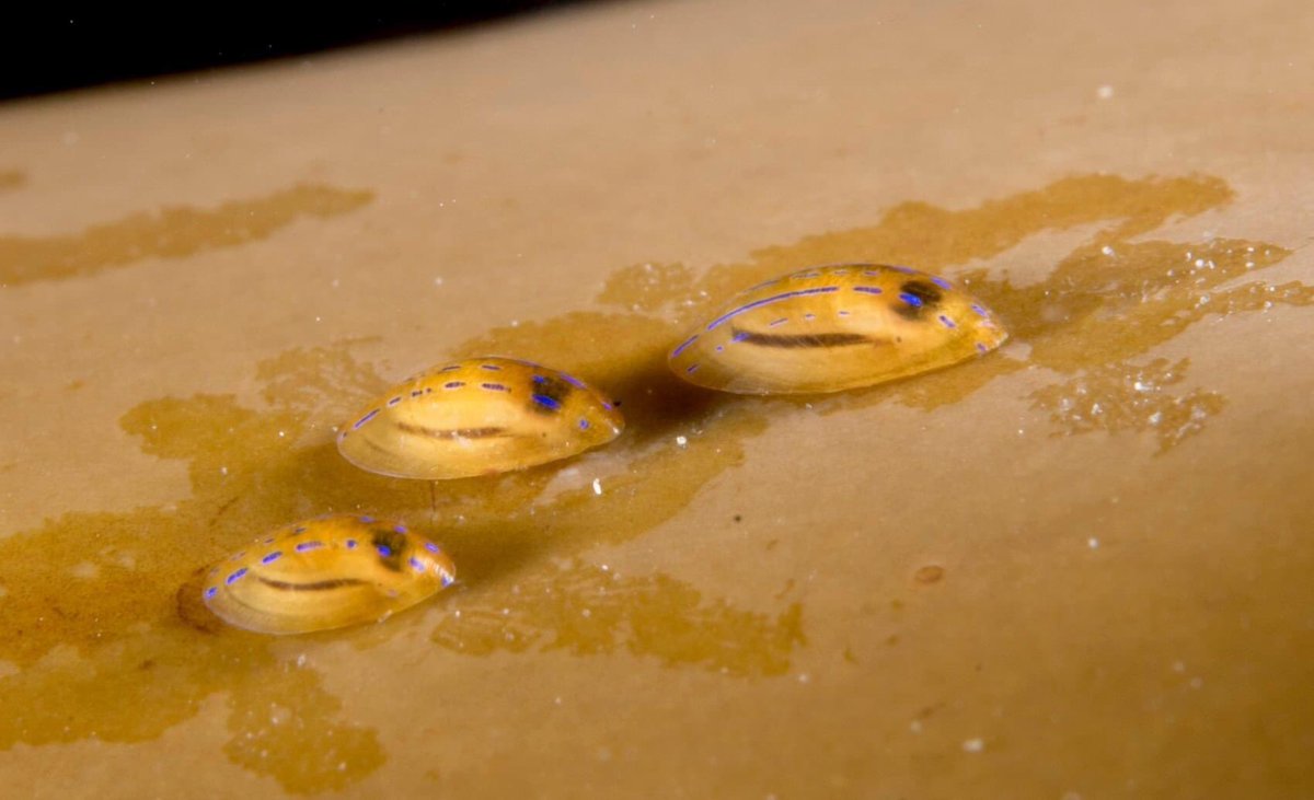 SteveTrewhella1's tweet image. Glorious Kelp beds near Kimmeridge today , Blue rayed limpets a plenty #kelp #limpet #limpets #kimmeridge #Dorset