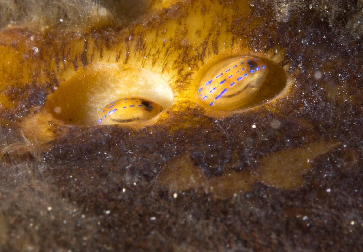 SteveTrewhella1's tweet image. Glorious Kelp beds near Kimmeridge today , Blue rayed limpets a plenty #kelp #limpet #limpets #kimmeridge #Dorset