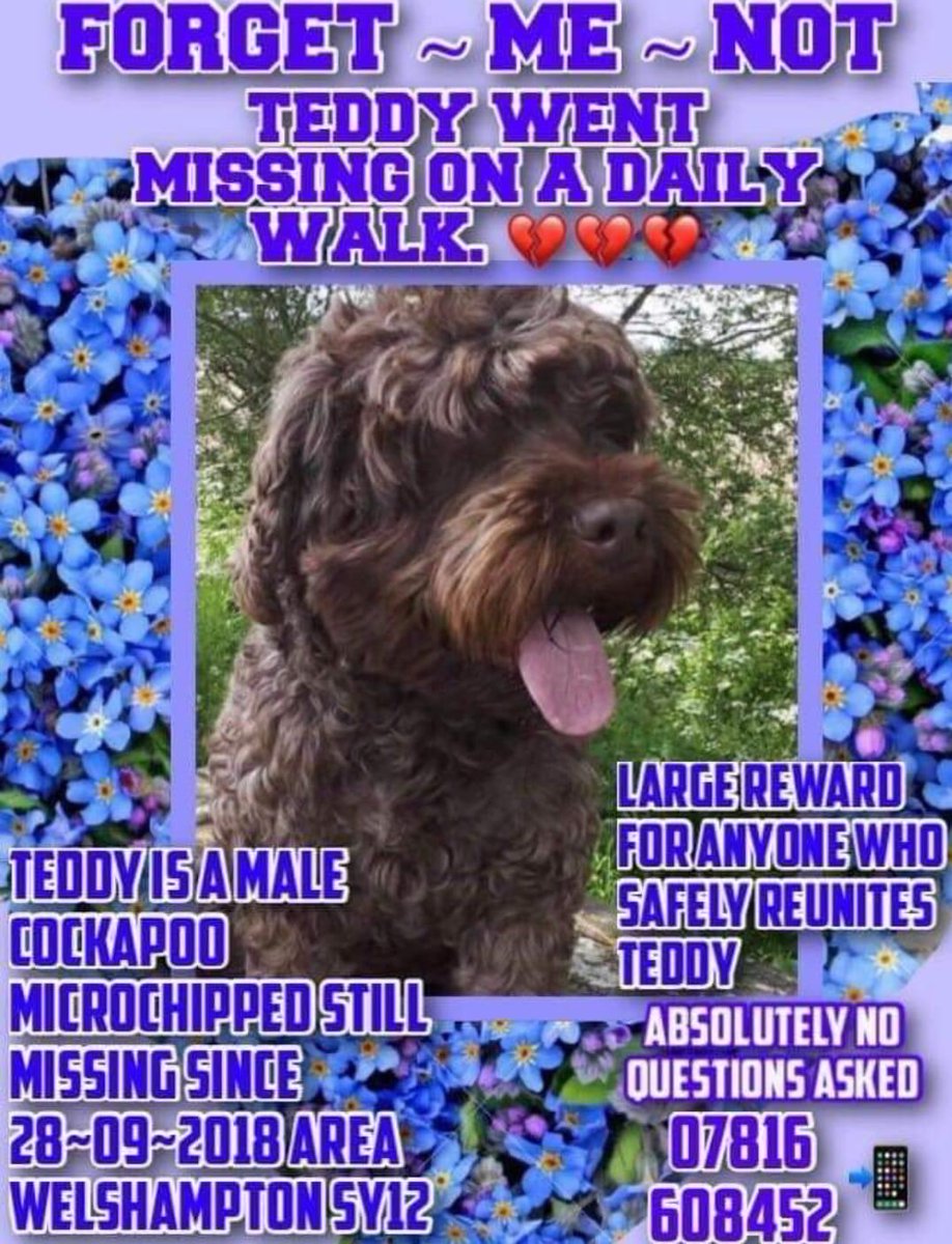 janice_adams3's tweet photo. Pls Rt
Teddy went missing on a daily walk on 28/09/2018. Teddy is a Male cockapoo, microchipped. Missing from #Welshampton #SY12 area.
#LargeReward for anyone who safely reunites Teddy. ๐07816698452 @MissingPetsGB @HunnyJax @thedogfinder @PetsLocated @juliagarland73 https://t.co/FL6e0xgPbz